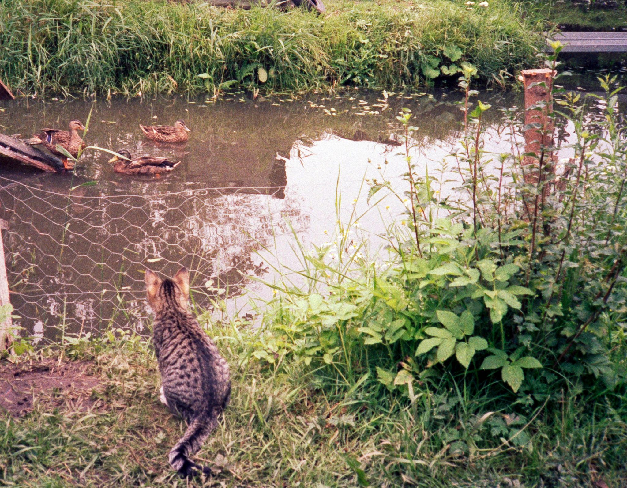 Kat ved søen